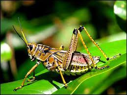 This invertebrate animal is a grasshopper.