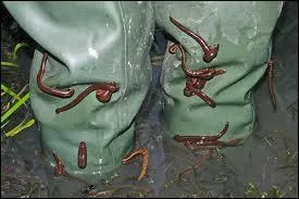 Leeches are used in medical treatments related to blood. If you ever walk through the jungle or near wetland be careful with them.