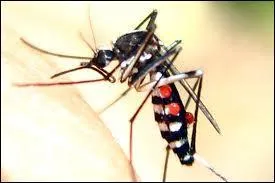 Mosquitoes are very annoying. Their buzzing is frustrating even more at night when you are trying to sleep. You switch on the lights and they disappear...