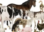 Quiz Cheval, vache ou âne ?