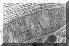 What part of the cell is this?