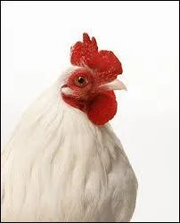 On day 14, the chick turns towards the...