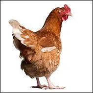 How long does it take for a chicken to become full grown, or  reach maturity?  