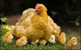 The chicken's egg needs to be fertilized in order for a chick to develop.