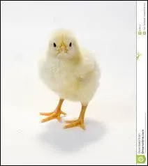 A chicken can lay eggs that do not contain a chick inside of them.