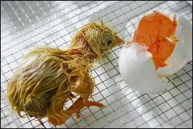 What do chicks look like after they hatch?