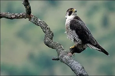 The peregrine falcon reaches speeds three times faster than the world's fastest land animal.