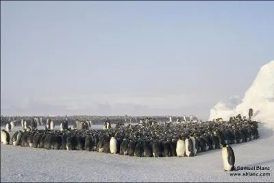 To withstand the rigors of winter, emperor penguins huddle together. In the center of the group, heat loss can be reduced by :