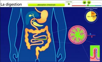 How many hours does digestion take in the stomach?