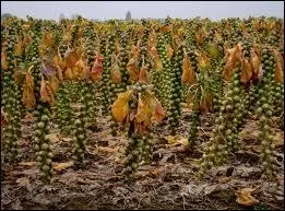 What do we eat? No! not that!