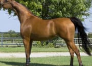 Quiz FFA Horse Breed ID : 101-120