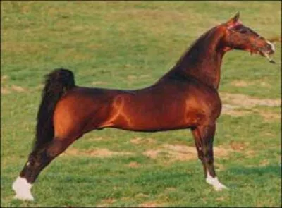 What breed of horse is this?