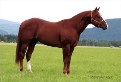 What breed of horse is this?