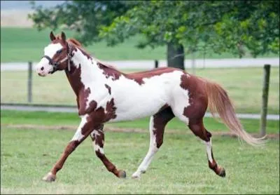 What breed of horse is this?