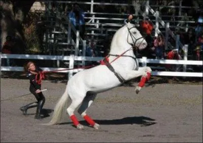 What breed of horse is this?