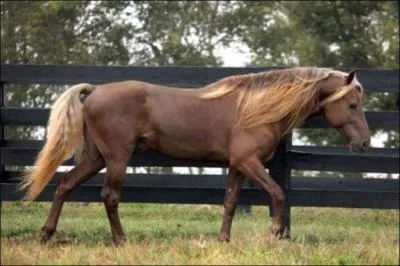 What breed of horse is this?