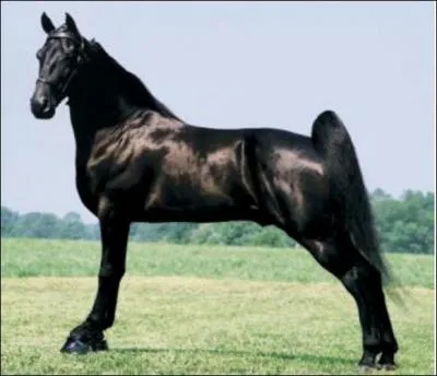 What breed of horse is this?