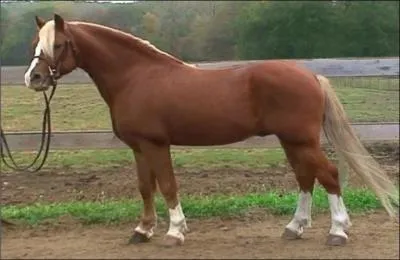 What breed of horse is this?