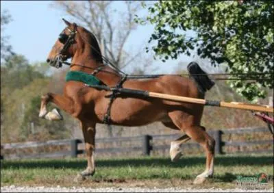 What breed of horse is this?