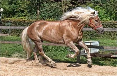 What breed of horse is this?