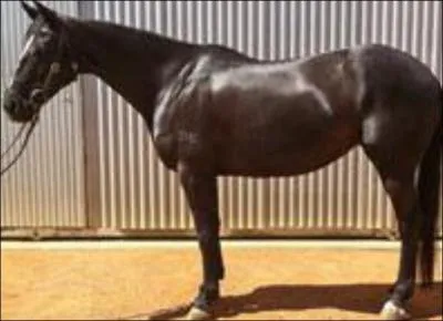 What breed of horse is this?