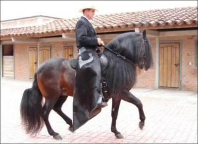 What breed of horse is this?