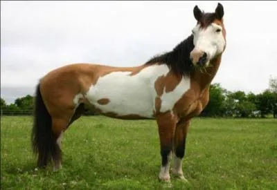 What breed of horse is this?