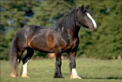 What breed of horse is this?