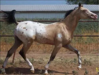 What breed of horse is this?