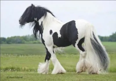 What breed of horse is this?