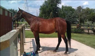 What breed of horse is this?