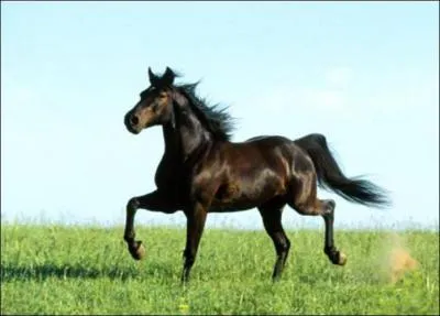 What breed of horse is this?