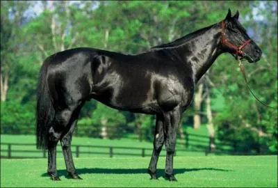 What breed of horse is this?