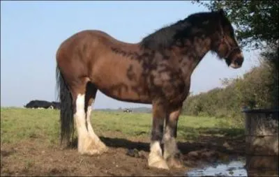 What breed of horse is this?