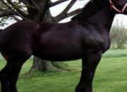 Quiz FFA Horse Breed ID : 121-136