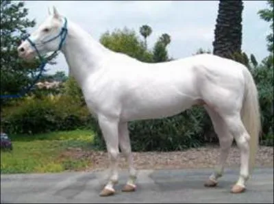 What breed of horse is this?