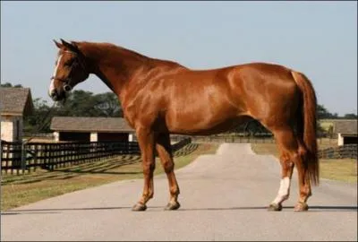 What breed of horse is this?