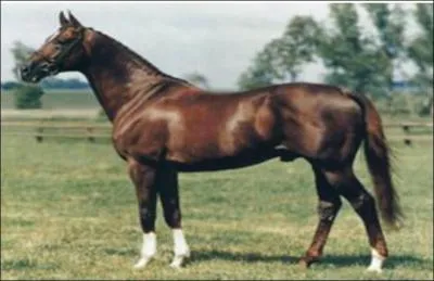 What breed of horse is this?
