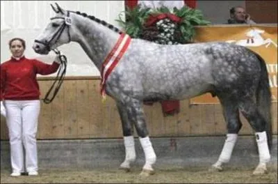 What breed of horse is this?