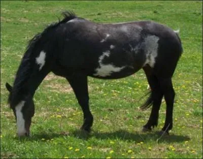 What breed of horse is this?