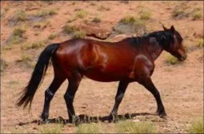 What breed of horse is this?