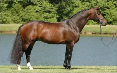 What breed of horse is this?