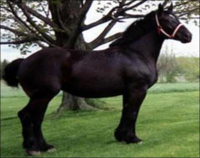 What breed of horse is this?