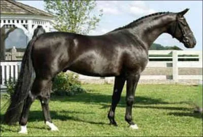 What breed of horse is this?