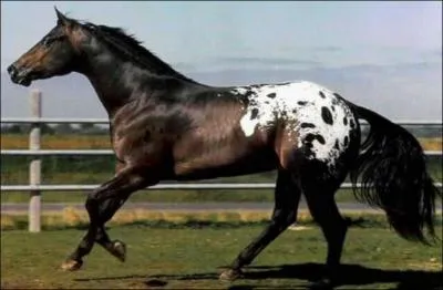 What breed of horse is this?