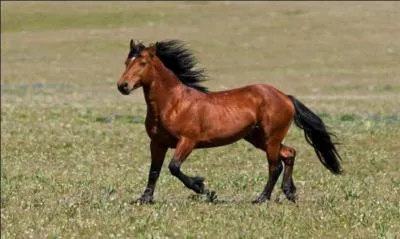 What breed of horse is this?