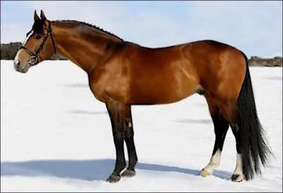 What breed of horse is this?