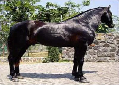 What breed of horse is this?