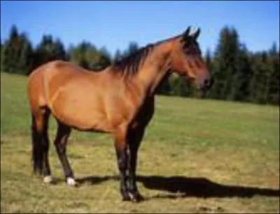 What breed of horse is this?