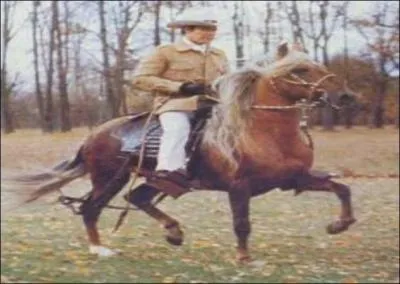 What breed of horse is this?